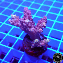 Acropora microclados Indo. (Réf. 0-45)