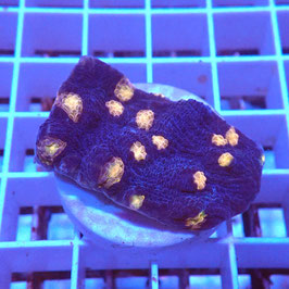 Mycedium robokaki Volcano Island (3)