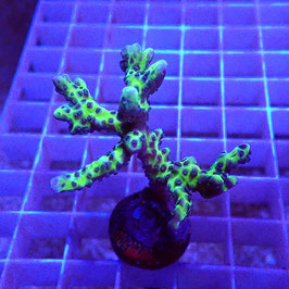 Anacropora Green Goblin (2)