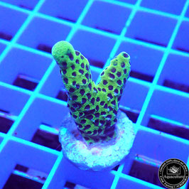 Montipora Incredible Hulk