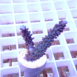 Acropora formosa bleu (Réf. 0-03)