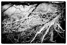 Baum im Herbst