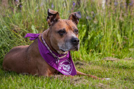 Halstuch mit Aufdruck RASSELISTEN NEIN DANKE STAFFY