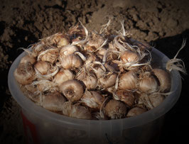 30 Stück BIO- Safranknollen (Crocus Sativus) Kaliber 7/8