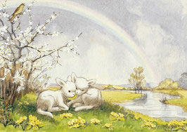 PCE 113 LAMBS AND RAINBOW