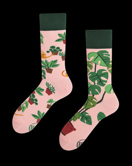 PLANT LOVER – MANY MORNINGS