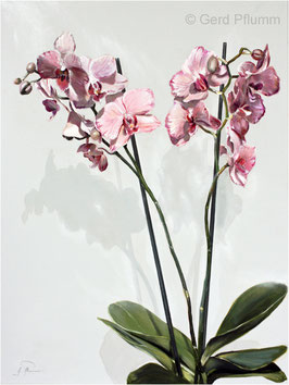 Orchidee No 1