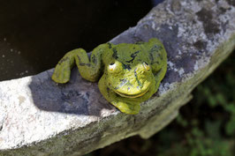 NEU: Skulptur "kleiner Frosch"