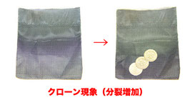 Clone Net / クローンネット（分裂増加用 袋）