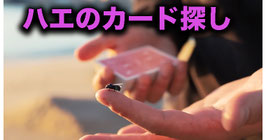 The FLY LITE / フライ ライト（ハエのカード探し）