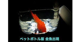 ペットボトル版 金魚出現