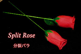 Split Rose / スプリット・ローズ（分裂バラ）