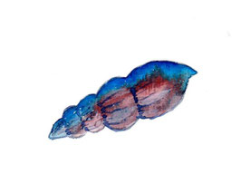 Muschel