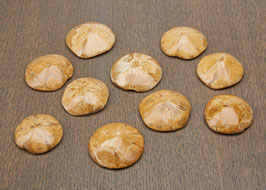 Seeigel Fossilien