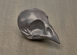 Vogelschädel REICHENBACH