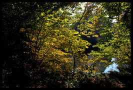 Leinwandbild, aus Wald und Flur, Motiv: 0259, in einem Massivholzrahmen