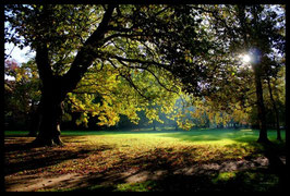 Leinwandbild, aus Wald und Flur, Motiv: 0001, in einem Rahmen mit Schattenfuge