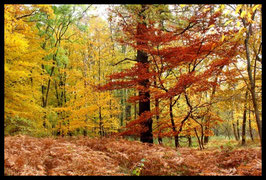 Leinwandbild, aus Wald und Flur, Motiv: 0528, in einem Rahmen mit Schattenfuge