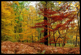 Leinwandbild, aus Wald und Flur, Motiv: 0529, in einem Rahmen mit Schattenfuge