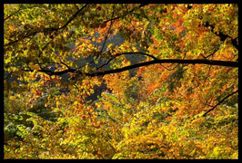 Leinwandbild, aus Wald und Flur, Motiv: 0394, in einem Rahmen mit Schattenfuge