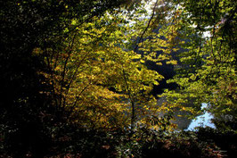 Leinwandbild, aus Wald und Flur, Motiv: 0259, auf einen Trägerrahmen gespannt