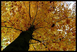 Leinwandbild, aus Wald und Flur, Motiv: 0507, in einem Rahmen mit Schattenfuge