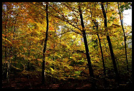 Leinwandbild, aus Wald und Flur, Motiv: 0486, in einem Rahmen mit Schattenfuge