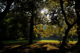 Leinwandbild, aus Wald und Flur, Motiv: 0006, auf einen Trägerrahmen gespannt