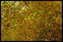 Leinwandbild, aus Wald und Flur, Motiv: 0523, in einem Rahmen mit Schattenfuge