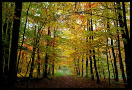 Leinwandbild, aus Wald und Flur, Motiv: 0562, in einem Rahmen mit Schattenfuge