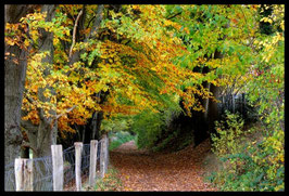 Leinwandbild, aus Wald und Flur, Motiv: 0533, in einem Massivholzrahmen