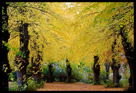 Leinwandbild, aus Wald und Flur, Motiv: 0574, in einem Rahmen mit Schattenfuge