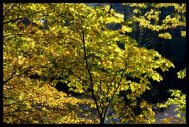 Leinwandbild, aus Wald und Flur, Motiv: 0261, in einem Rahmen mit Schattenfuge