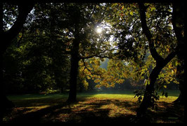 Leinwandbild, aus Wald und Flur, Motiv: 0006, in einem Massivholzrahmen