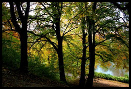 Leinwandbild, aus Wald und Flur, Motiv: 0388, in einem Rahmen mit Schattenfuge