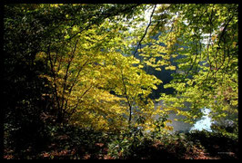 Leinwandbild, aus Wald und Flur, Motiv: 0260, in einem Rahmen mit Schattenfuge