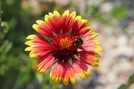 35 Graines de Fleurs Gaillarde Vivace