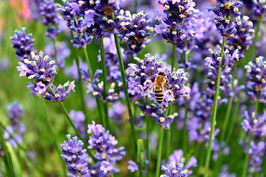 200 Graines de LAVANDE VRAIE / OFFICINALE