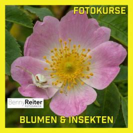 BLUMEN, INSEKTEN, LICHT, TIEFENSCHÄRFE, FOKUS - In diesem Modul lernst Du Nahaufnahmen von Blumen und Insekten zu machen.