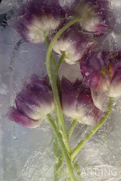 FROZEN TULIPS