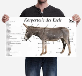 kleine Esel-Schautafel | Querformat