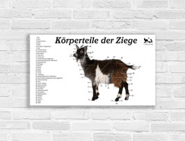 kleine Schautafel | Körperteile der Ziege