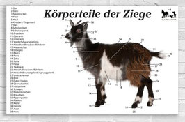 Schautafel | Körperteile der Ziege
