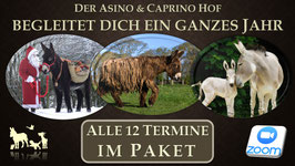 WEBINAR | Ein ganzes Esel-Jahr