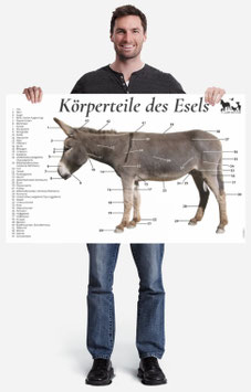Esel-Schautafel | Querformat