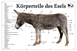 große Esel-Schautafel | Querformat