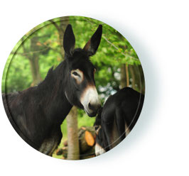 Live-Online-Kurs