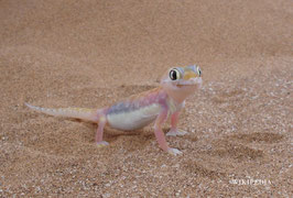 Namibgecko - Pachydactylus rangei ( Palmatogecko rangei )