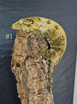 Neukaledonischer Riesengecko - Rhacodactylus Leachianus - Lokalform: " Nu Ami "