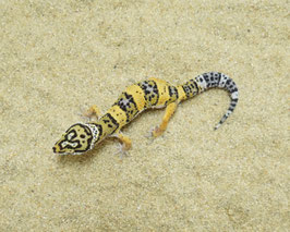 Leopardgeckos - Eublepharis macularius - inkubiert auf Weibchen - KLEIN